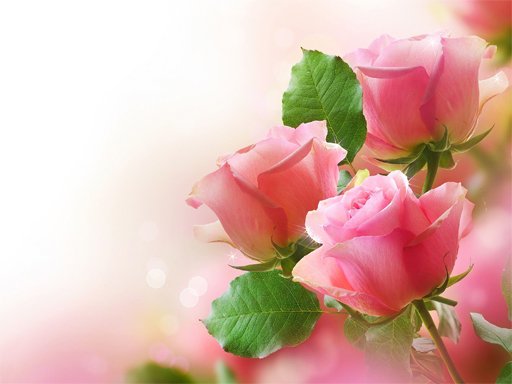 Pink Roses Puzzle Online